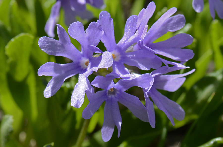 Primula glutinosa /  Primula vischiosa